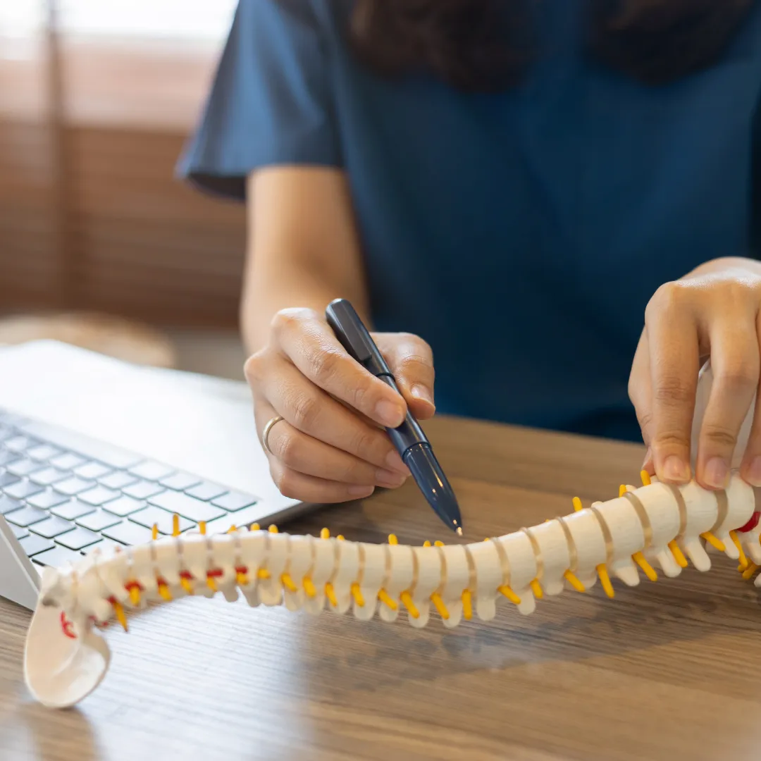 Person demonstrating spine model with a pen.